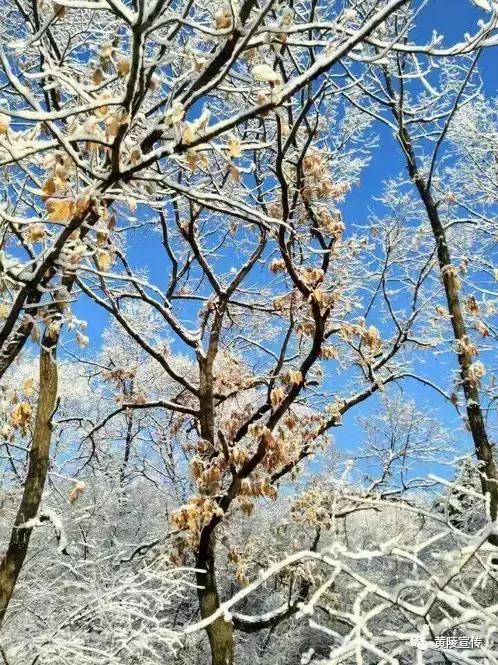 一场雪黄陵就美成了人间仙境