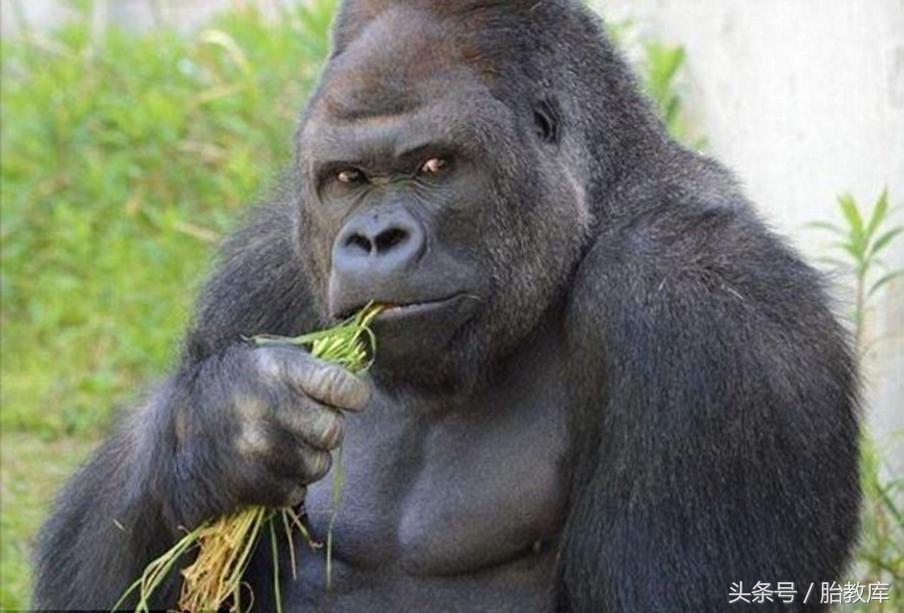 小孩头尖的聪明还是圆的聪明,头大的宝宝聪明有这个说法吗