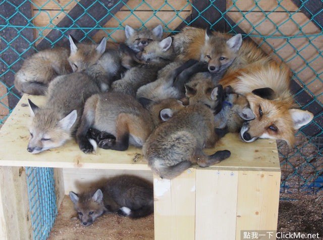 毛茸茸天堂蔵王狐狸村让你享受被狐狸淹没的幸福感