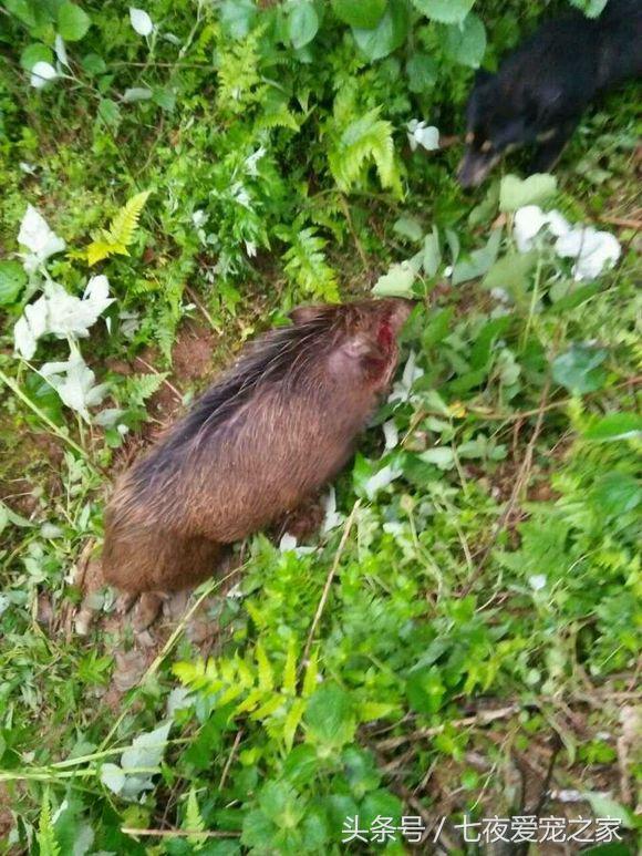 小土狗怎么训练猎犬,幼猎犬如何训练