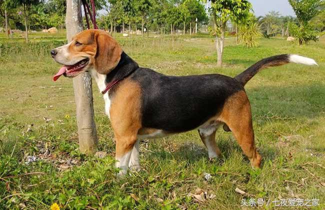 小土狗怎么训练猎犬,幼猎犬如何训练