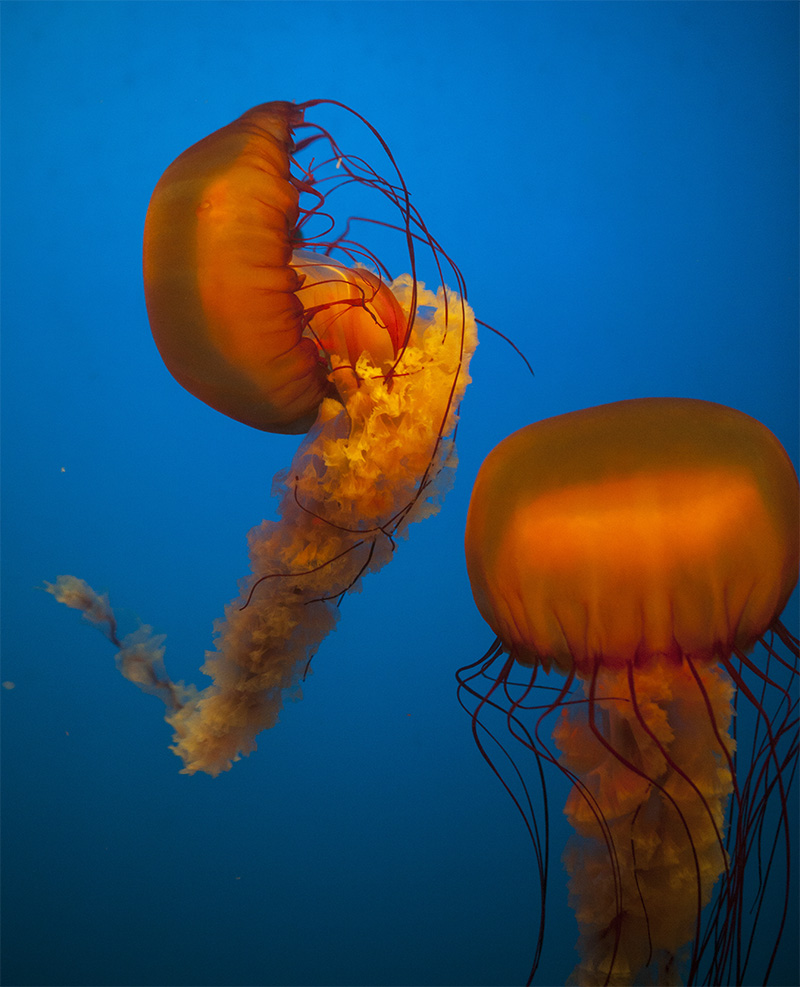 水母海洋世界,中国海洋世界水母馆