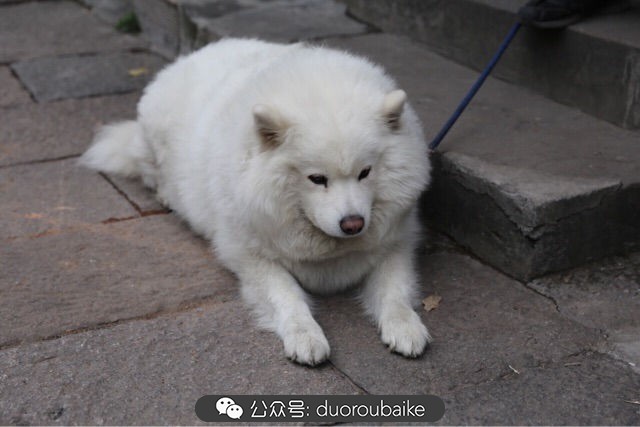 回忆之旅最适合带的植物,野外旅游必须记住的植物