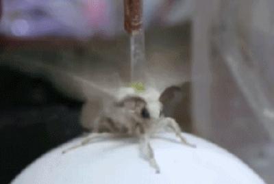 天蛾飞行能力,天蛾产卵之后可以飞吗