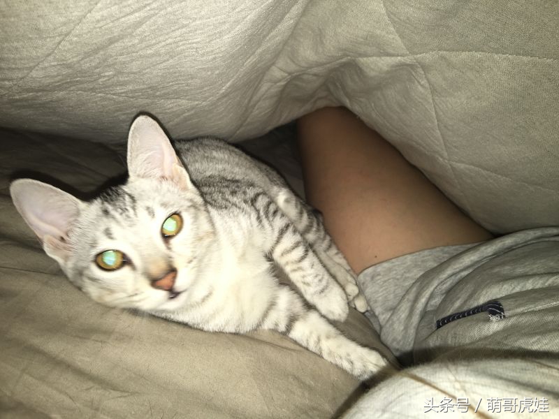 给喵星人买了一件小球衣,结果穿到肚子就卡住下不去了