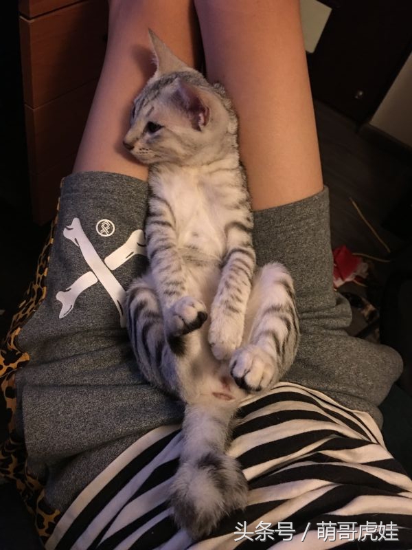 给喵星人买了一件小球衣,结果穿到肚子就卡住下不去了