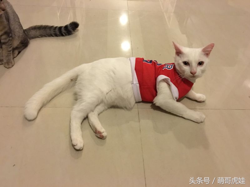 给喵星人买了一件小球衣,结果穿到肚子就卡住下不去了