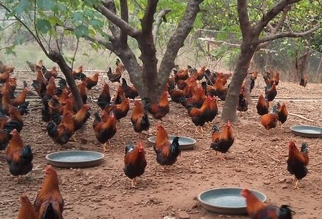开一个小养鸡场要花多少钱?其实不只是花钱那么简单