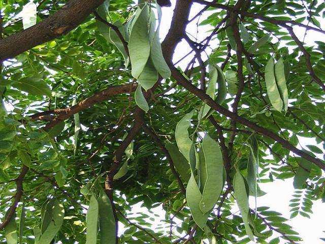 过去人们对它置若罔闻,现在爱美女孩尤其喜欢,几百元一斤抢手货