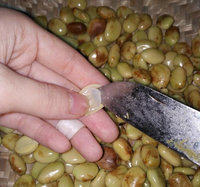 过去人们对它置若罔闻,现在爱美女孩尤其喜欢,几百元一斤抢手货