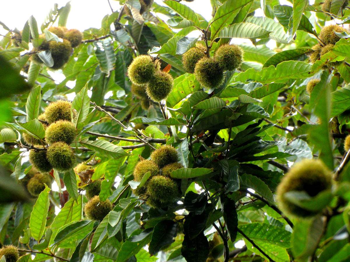 缃楃敯鏉挎牀椋庢櫙瑙嗛,缃楃敯鏉挎牀鍗抽鏉挎牀