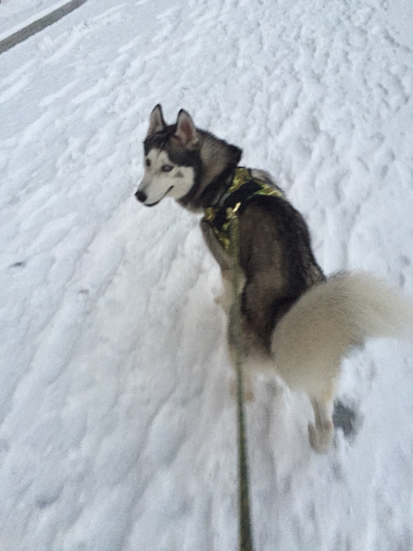 养哈士奇一个月需要多少钱,新手养哈士奇一个月花销多少