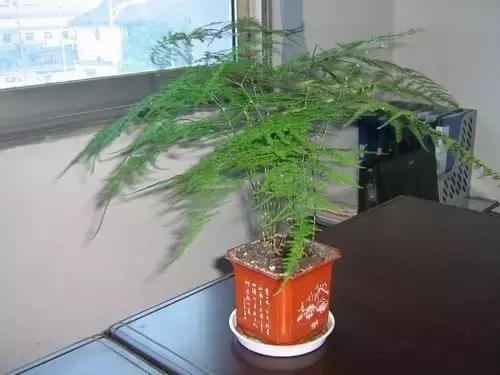 办公室桌面好养活的绿植,最适合办公室养的植物