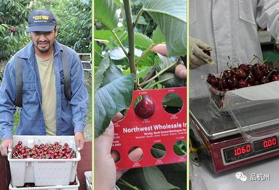 年货高端必备水果车厘子,年后的车厘子买哪种好吃