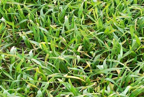 小麦叶尖发黄枯死是什么原因,小麦拔节期发黄是什么原因