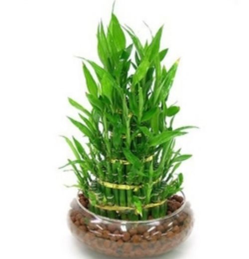 过年家里摆放合适的植物,过年适合家里摆放什么植物