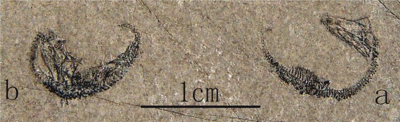 贵州十大世界之最,贵州创造了六项世界之最