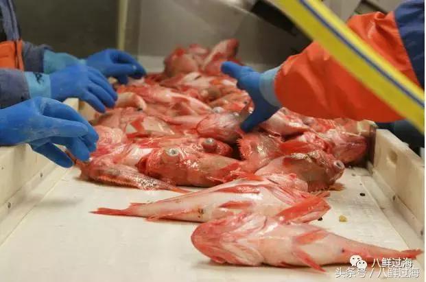 大西洋红鱼和金鲳鱼哪个好吃,大西洋红鱼和新西兰长寿鱼哪个好