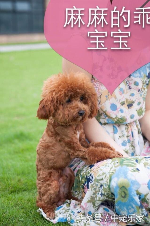 泰迪狗狗怎么养得最好呢,笼养泰迪幼犬怎么训练的