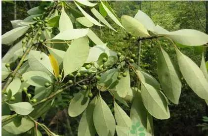 支气管炎民间治疗偏方大全,喘息性支气管炎民间有什么好偏方