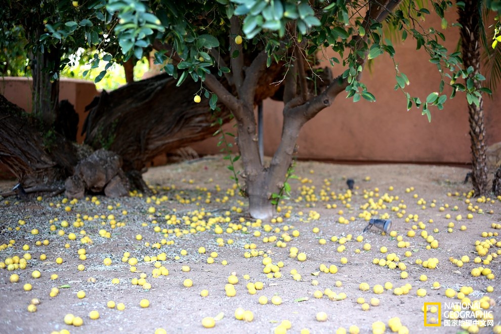 图森仙人掌,图森地理位置