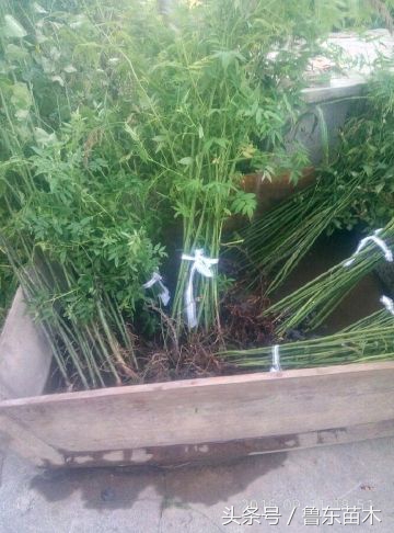 好吃又好种的树莓,花盆里就能种出营养丰富的草莓