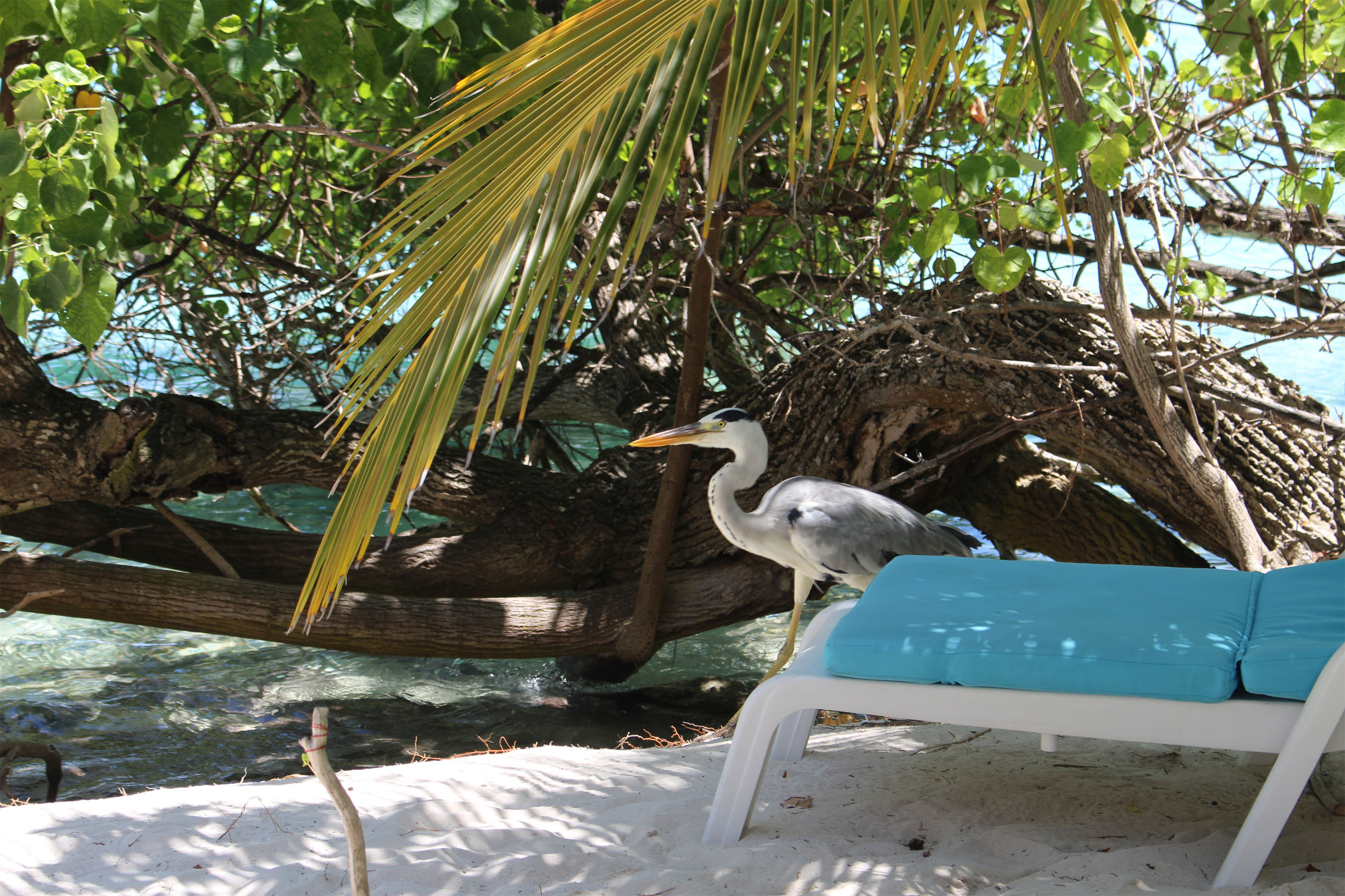 马尔代夫最美景色,最美马尔代夫风景