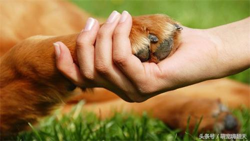 泰迪后腿走路瘸不让碰脊柱,泰迪后腿有点瘸怎么回事