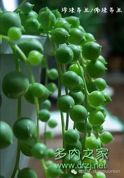 多肉植物鸡蛋碧桃的养护方法,多肉植物夏天在室内如何养护