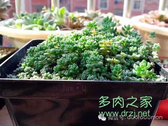 多肉植物鸡蛋碧桃的养护方法,多肉植物夏天在室内如何养护