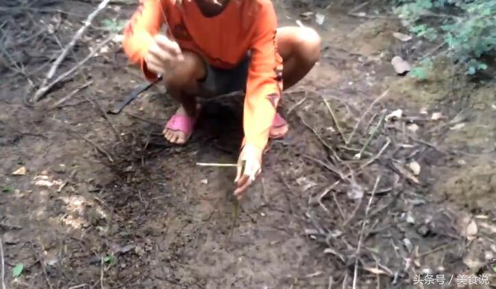 农村里的人是这样抓野鸡的,用细竹竿做陷阱很好用