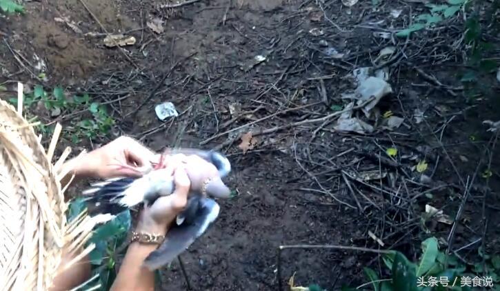 农村里的人是这样抓野鸡的,用细竹竿做陷阱很好用