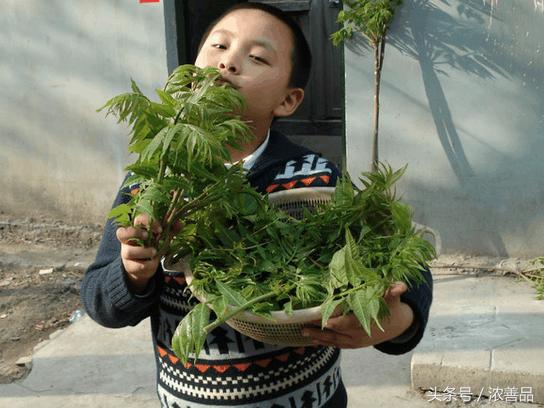 一种长在树上的野菜,营养价值名列前茅,难怪大家都爱吃!