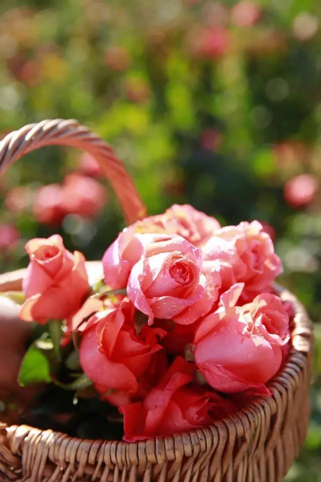 如果我多一张船票你会走吗,如果我多一张船票你会跟我走吗