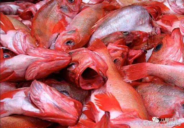 大西洋红鱼和金鲳鱼哪个好吃,大西洋红鱼和新西兰长寿鱼哪个好