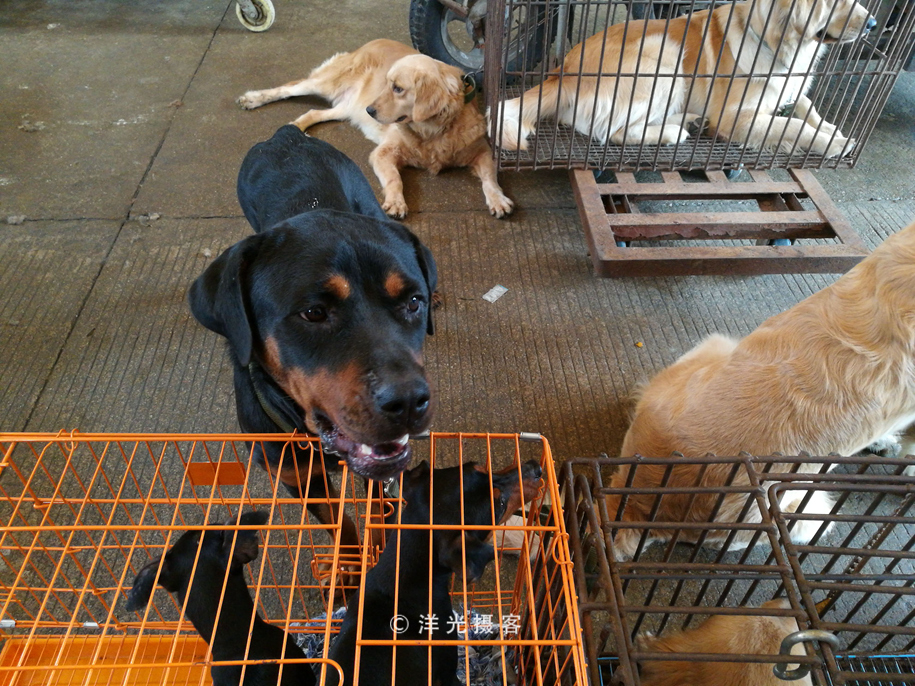 番禺各个镇大集时间表,广州去清远农村赶集