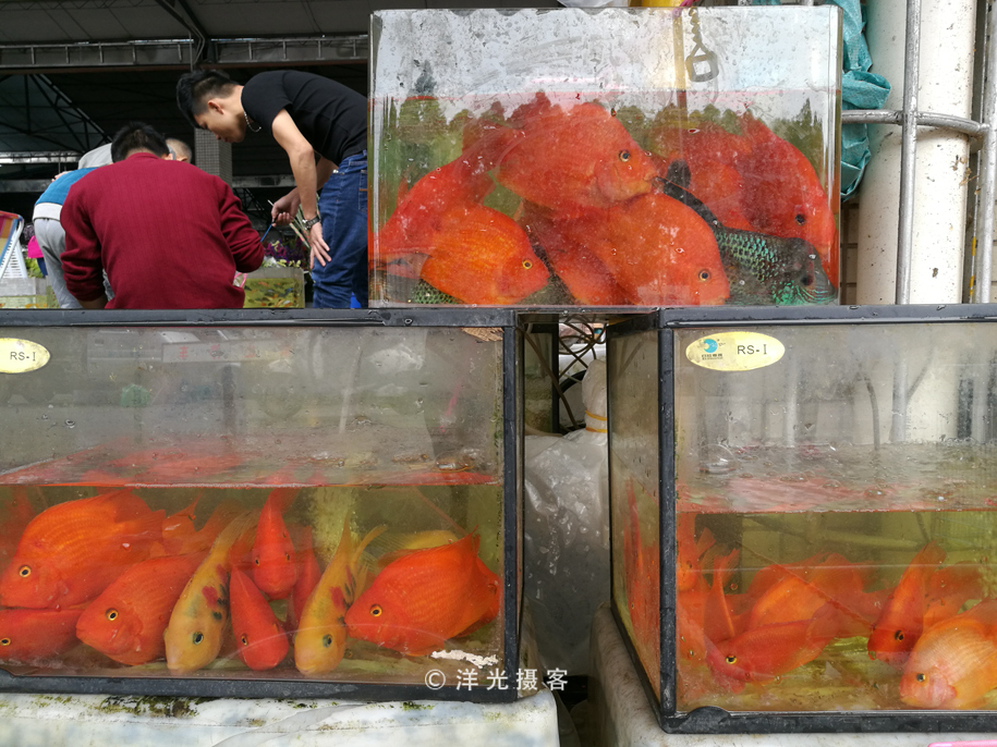 番禺各个镇大集时间表,广州去清远农村赶集