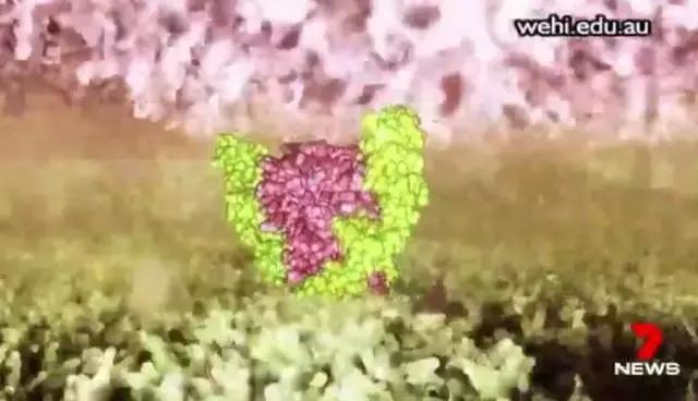 澳华裔科学家攻克白血病！新药获批即将上市或为医保廉价药！