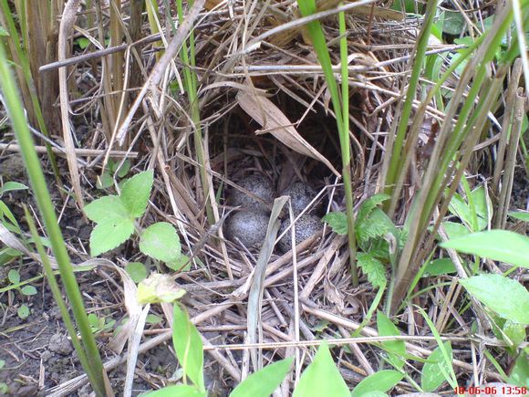 鸡蛋的蛋壳到底咋来的,鸡蛋壳不光滑很粗糙是假鸡蛋吗
