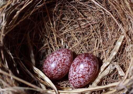 鸡蛋的蛋壳到底咋来的,鸡蛋壳不光滑很粗糙是假鸡蛋吗
