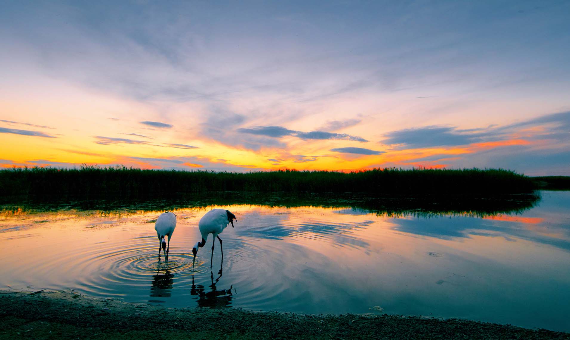无车承运人的前景如何,无车承运人货物运输能加入吗