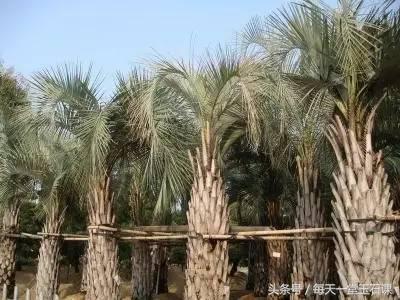 最不值得收藏的手串,六种被吹上天却没用的东西