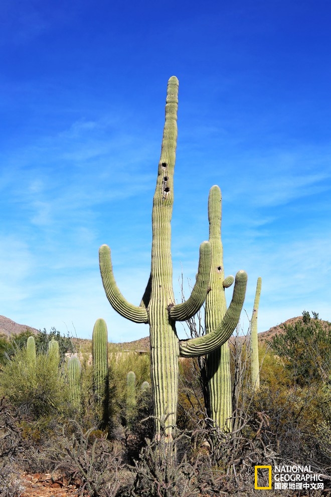 图森仙人掌,图森地理位置
