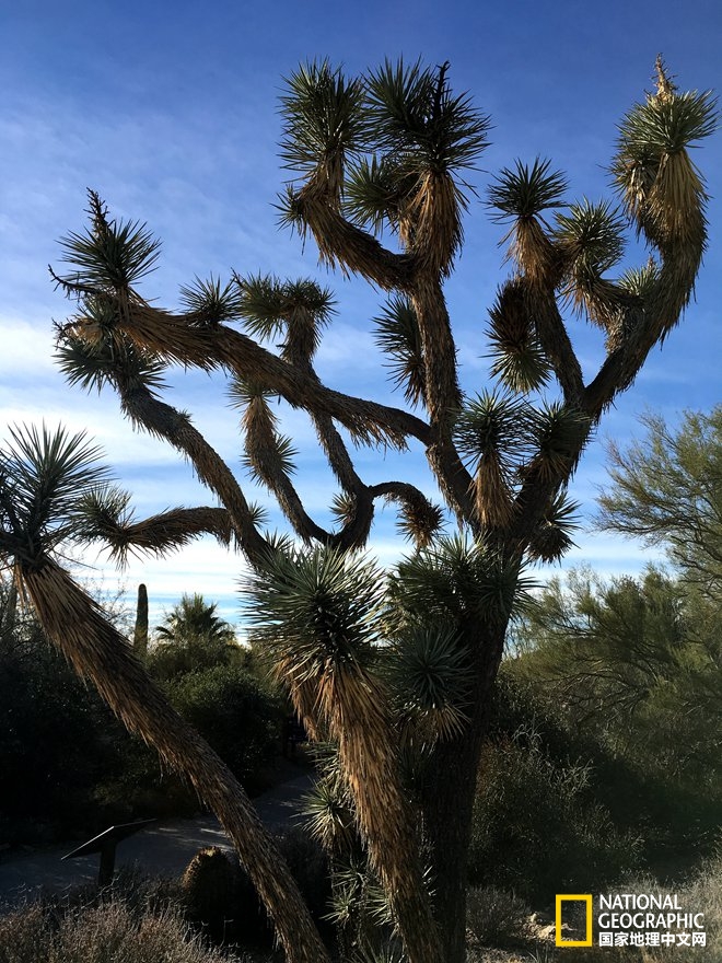 图森仙人掌,图森地理位置