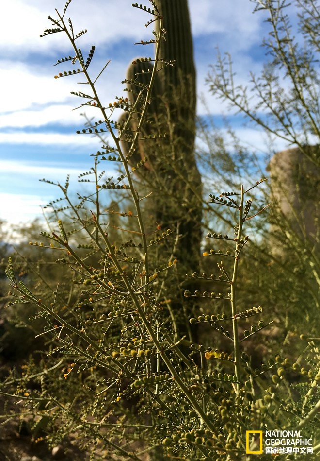图森仙人掌,图森地理位置