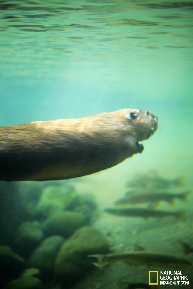 图森仙人掌,图森地理位置