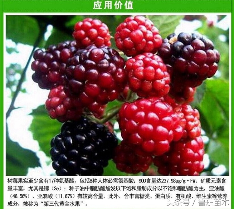 好吃又好种的树莓,花盆里就能种出营养丰富的草莓