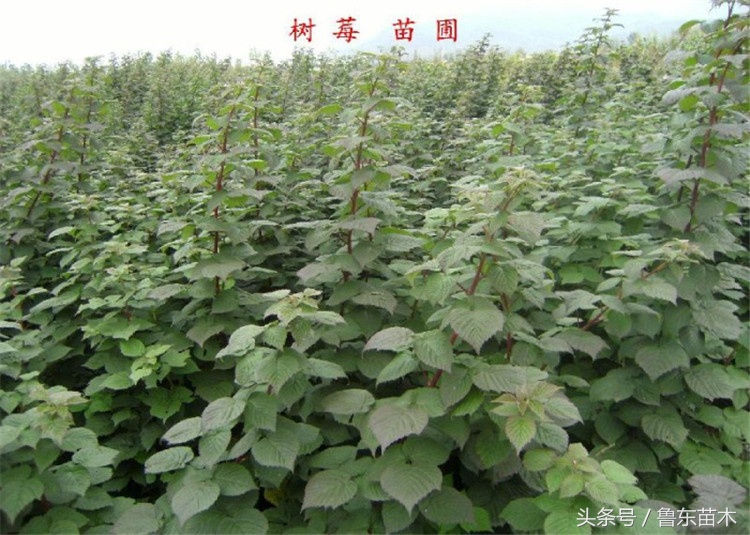 好吃又好种的树莓,花盆里就能种出营养丰富的草莓