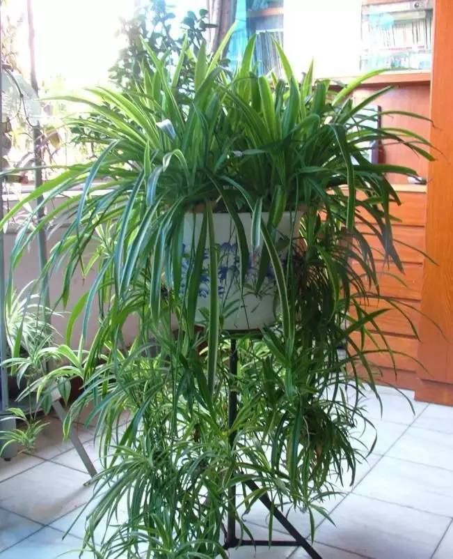 君子兰烂根后怎么处理配土上盆,椰糠配的土总是烂根