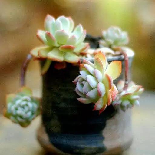 君子兰烂根后怎么处理配土上盆,椰糠配的土总是烂根